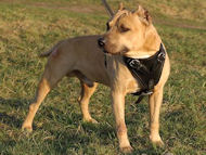 Agitation/Protection Leather Dog Harness for Dog Training-Dog Supplies Agitation/Protection Leather Dog Harness for Dog Training-Dog Supplies