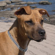 Dog Training Triple Row Collar With Leather Strap-Dog Supplies Dog Training Triple Row Collar With Leather Strap-Dog Supplies