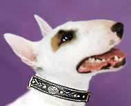 Bull Royal Nappa Padded Hand Made Leather dog collar-Dog Supplies Bull Royal Nappa Padded Hand Made Leather dog collar-Dog Supplies