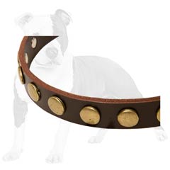 Canine Collar Made of Brown Leather