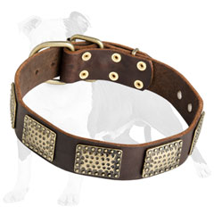 High Quality Canine Collar for Every Day Use