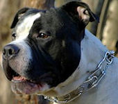 prong collars