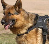 Training dog harnesses