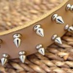 Bull Leather Spiked Dog Collar - 2 Rows of spikes-Dog Supplies