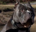 Dog Training Leather Collar - Handmade Leather Dog Collar