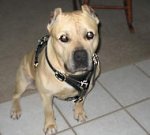 Dog Training/Amstaff Walking dog harness
