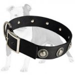 Gorgeous and Functional Nylon Dog Collar with Decorative Stones