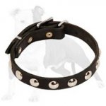 Studded Leather Dog Collar for Walking Puppies and Small Breed Canines