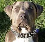 Leather Spiked Dog Collar -3 Rows Spiked Dog Collar for Dog Training