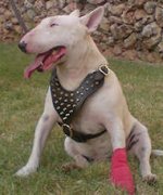 Bull leather spiked dog harness -Brass dog harness-Dog Supplies