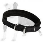 Padded Leather Canine Collar for Easy Handling of Medium or Large Breed Dog