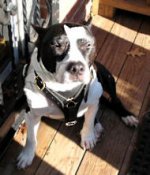 Staffordshire Bull Walking /Tracking dog harness