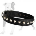 Any Weather and Season Nylon Dog Collar for Multitasking Use