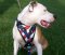 Best American Dog Harness For Amercian Dog Training -Dog Supplies