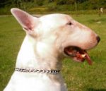 Bull Chain Choke dog collar for English Bull -Dog Supplies