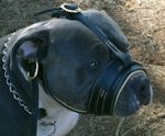 Royal Nappa Padded Leather Dog Muzzle for Dog Training-Dog Supplies
