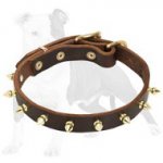 Elegant Leather Dog Collar with Gold Color Spikes for Fashionable Walking