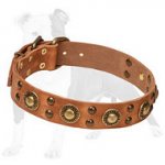 Leather Dog Collar with Brass Decoration