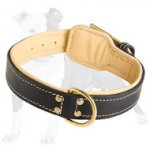 Nappa Padded Leather Dog Collar with Fur Protection Plate