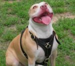 Durable and Fashionable leather dog harness for Dog Trainings-Dog Supplies