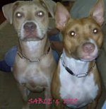 Chain Dog Collar Steel Chromium Plated Width 3 MM With Plate-Dog Supplies