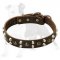 Dog Training Leather Collar with Absolutely Amazing Silvery Pyramids and Goldish Half-Ball Studs