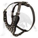 Excellent Every Day Harness with Silver Color Riveted Pyramids
