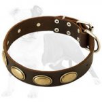 Exclusive Leather Dog Collar with Goldish Oval Plates for Fashionable Walking