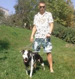 Exclusive Design Studded Leather Harness for American Dog Traini-Dog Supplies