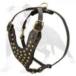 Beautiful Dog Leather Harness with Stylish Brass Studs on Chest Plate