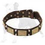 Training Leather Dog Collar with Brass Massive Plates and Nickel Pyramids
