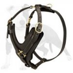 Comfortable and Stylish Training and Walking Dog Harness with Gold Color Fittings