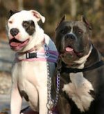 Coupler Chain 24 inch for walking two dogs-1/6 inch (4.0 mm)