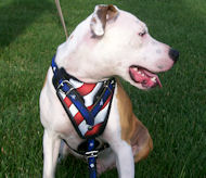 Best American Dog Harness For Amercian Dog Training -Dog Supplies