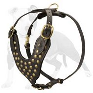 Beautiful Dog Leather Harness with Stylish Brass Studs on Chest Plate