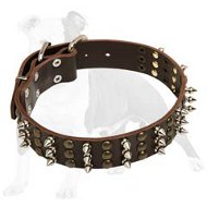 Fabulous Leather Collar to Train & Walk Your Dog in Luxury Style