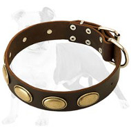 Exclusive Leather Dog Collar with Goldish Oval Plates for Fashionable Walking