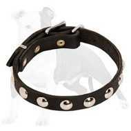 Studded Leather Dog Collar for Walking Puppies and Small Breed Canines