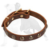 Leather Dog Collar Studded with Brass Half-Balls for Fashion Walking