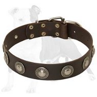 Leather Dog Collar with Silver Conchos for Walking Large and Medium Canines