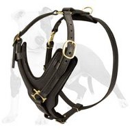 Comfortable and Stylish Training and Walking Dog Harness with Gold Color Fittings