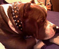 Massive Spiked Leather Dog collar