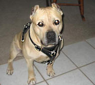 Dog Training/Amstaff Walking dog harness