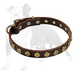 Leather dog collar with brass circles