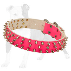 Designer leather dog collar decorated with silver-like spikes