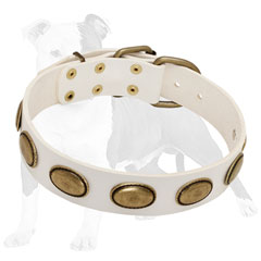 Studded Leather Dog Collar