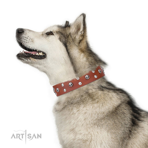 Fancy walking embellished dog collar of reliable leather