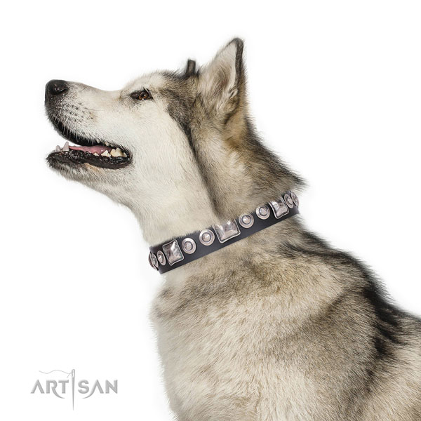 Trendy studded genuine leather dog collar for everyday walking