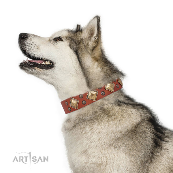 Daily walking decorated dog collar made of strong natural leather