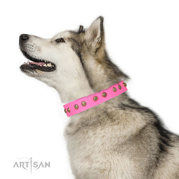 Exceptional embellishments on everyday walking full grain genuine leather dog collar